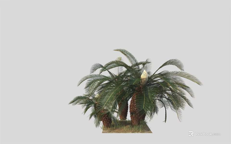 Palm Trees With Thick Trunks And Lush Green Fronds In Natural Outdoor Setting 3d model 