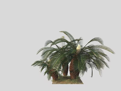 Palm Trees With Thick Trunks And Lush Green Fronds In Natural Outdoor Setting 3d model