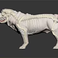 Veterinary Medical Equipment Animal Skeleton Model with Realistic Dog Tongue Pose on Black Reflective Surface
