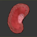 Red Anatomical Ear With Detailed Internal Structure On Gray Background