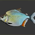 Colorful Iridescent Fish With Vibrant Blue Green Orange Shiny Body On Dark Background With Reflection