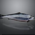 Whole Fresh Fish with Silver Pink Body on Grey Background and Clear Reflection
