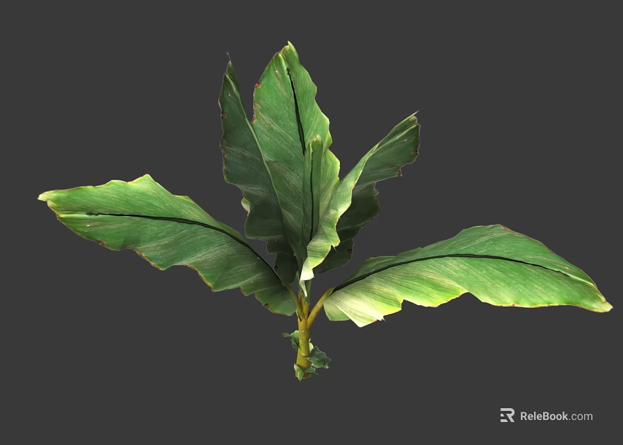 Lush Green Plant with Wide Leaves and Visible Veins in Home Setting 3d model 