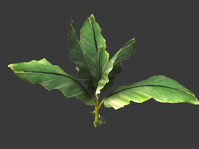 Lush Green Plant with Wide Leaves and Visible Veins in Home Setting 3d model