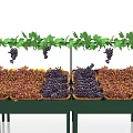 Fresh Colorful Grapes Displayed at Market Stall With Green Vines Leaves and Baskets