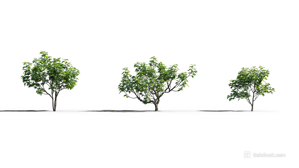 Three Arbor Trees With Green Leaves And Trunks On White Background With Shadows 3d model