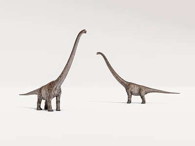 Two Detailed Realistic Dinosaur Models With Long Necks On White Background 3d model