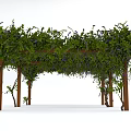 Outdoor Wooden Garden Pergola Covered With Green Vines And Purple Flowers