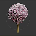 Spherical Purple And White Flower With Wooden Stem Against Dark Background