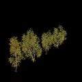 Betula pendula Trees With Green Foliage And Slender Trunks In Different Growth Stages