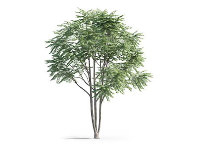 Lush Green Tree With Dense Foliage And Multiple Branched Trunk Isolated On White 3d model