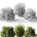 Lush Green Bushes In Various Sizes With Dense Foliage For Garden Landscaping