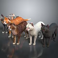 Various Colored And Striped Domestic Cats Standing Together On Dark Reflective Surface