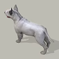 Realistic White Bull Terrier Dog Standing With Tongue Out On Gray Background
