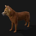 Detailed Realistic Brown Dog 3D Model With Upright Ears Standing Pose
