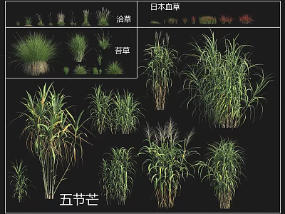 Various Grasses And Herbs Collection Featuring Bath Grass Japanese Blood Grass And Wuje Mang 3d model