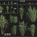 Various Grasses And Herbs Collection Featuring Bath Grass Japanese Blood Grass And Wuje Mang