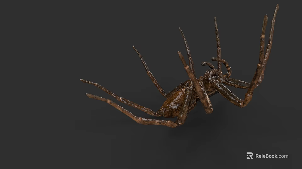 Aquatic Spider With Long Legs And Brown Body In Underwater Habitat 3d model 