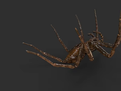 Aquatic Spider With Long Legs And Brown Body In Underwater Habitat 3d model
