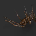 Aquatic Spider With Long Legs And Brown Body In Underwater Habitat
