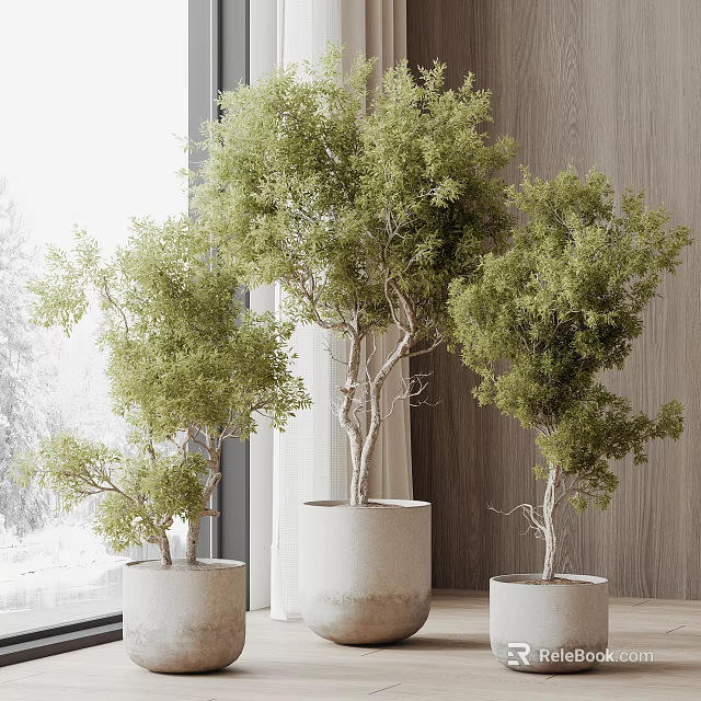Beautiful Bonsai Trees in White Pots by Wooden Wall with Window and Snow View 3d model 