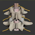Detailed Medical Anatomical Spinal Model For Educational Training With Vertebrae Nerves And Discs