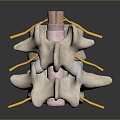 Vertebrae Cervical vertebrae Spinal bone Human skeleton Human body Organ 3d model