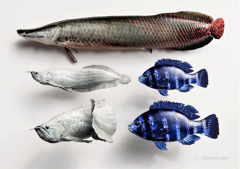 Silver Arowana Blue Cichlids And Red Tailed Freshwater Aquatic Fish Varieties 3d model 