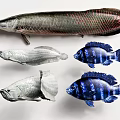 Silver Arowana Blue Cichlids And Red Tailed Freshwater Aquatic Fish Varieties