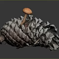 Fresh Organic Orange Edible Mushroom Growing On Natural Wild Pine Cone