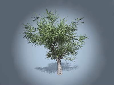 Arbor Tree With Lush Green Foliage Full Canopy And Textured Trunk 3d model