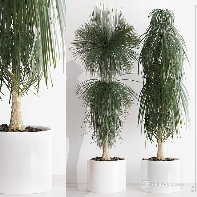 Indoor Green Potted Plants With Lush Long Leaves In White Ceramic Pots 3d model 