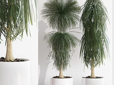 Indoor Green Potted Plants With Lush Long Leaves In White Ceramic Pots 3d model