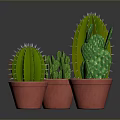 Different Shaped Cacti in Red Pots on Gray Background with Reflections