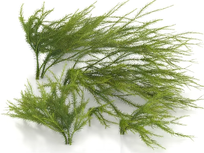 Fresh Green Aquatic Plants With Long Feathery Branches And Lush Foliage 3d model