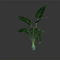 Tropical Banana Leaf Plant With Large Green Leaves In White Pot For Indoor Decoration