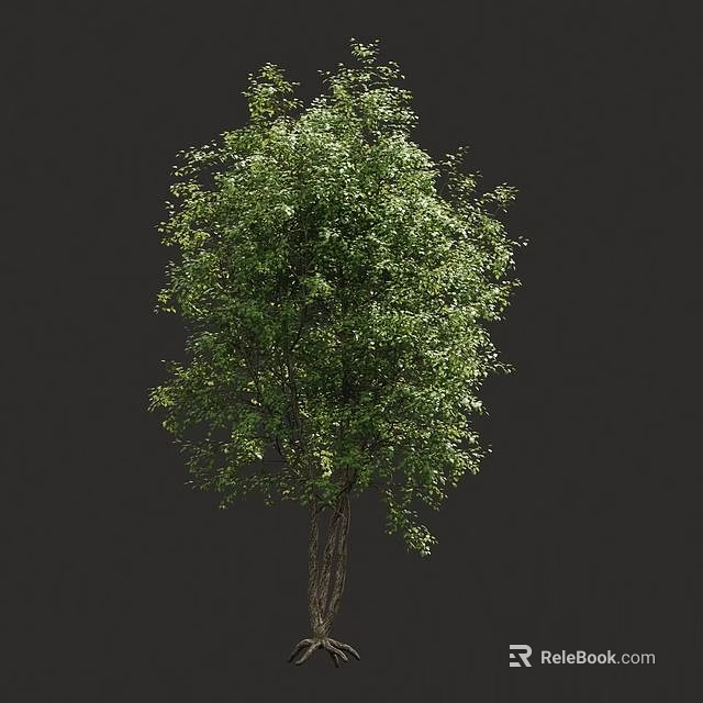Lush Green Tree With Dense Foliage And Thick Trunk Against Dark Backdrop 3d model