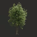 Lush Green Tree With Dense Foliage And Thick Trunk Against Dark Backdrop 3d model