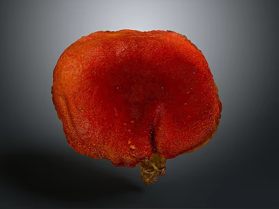 Red Textured Organ With Fine Hair And Natural Surface Details 3d model