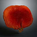 Red Textured Organ With Fine Hair And Natural Surface Details