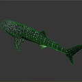 Whale Shark Marine Animal Model With Spotted Body And Shiny Surface