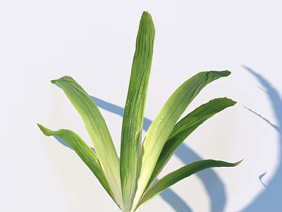Vibrant Fresh Green Long Leaves Displayed on White Background with Soft Shadows 3d model