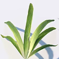 Vibrant Fresh Green Long Leaves Displayed on White Background with Soft Shadows