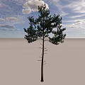 Tall Tree Standing Alone on Open Ground Under Blue Sky With Clouds 3d model
