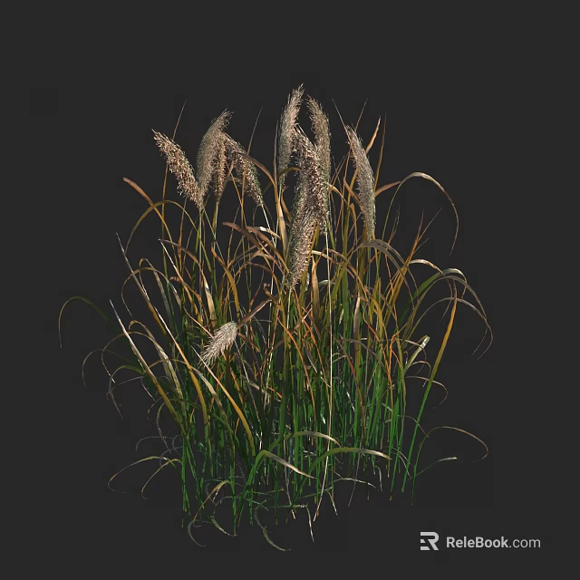 Tall Ornamental Grass With Green Leaves And Feathery Flower Plumes In Garden 3d model 
