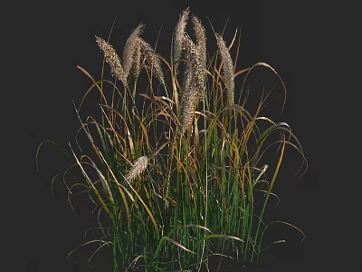 Tall Ornamental Grass With Green Leaves And Feathery Flower Plumes In Garden 3d model