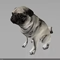 Cute Pug Dog Sitting On Reflective Surface With White And Black Coat Against Dark Background