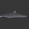 Realistic 3D Rendered Dolphin Model With Smooth Grayish Texture And Reflection