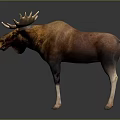 Realistic Moose With Large Antlers And Brown White Coat Standing On Dark Background