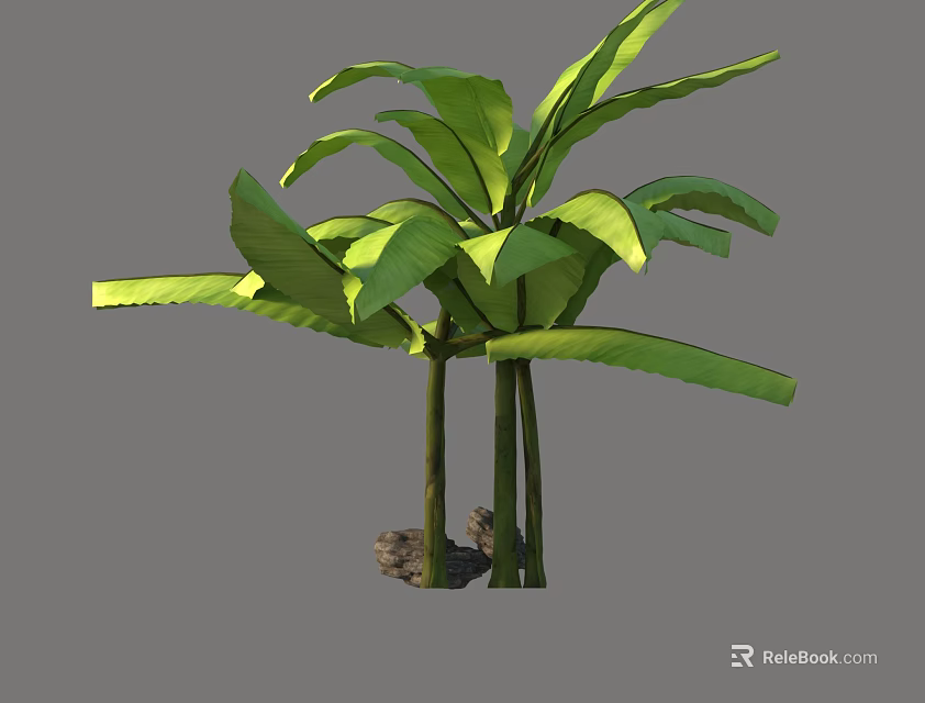 Tropical Banana Tree with Large Green Leaves Slender Trunks and Rock Base 3d model 